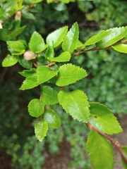 Nothofagus betuloides