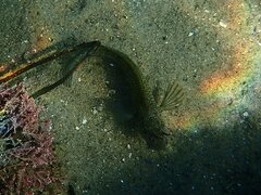 Hypsoblennius gentilis