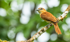 Pachyramphus cinnamomeus