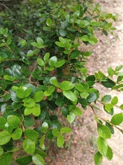 Nothofagus betuloides