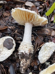 Amanita magniverrucata