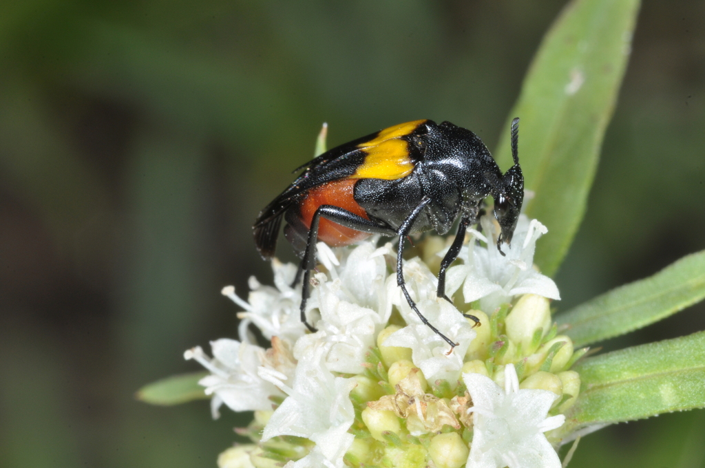 Macrosiagon spinosa