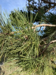 Pinus nigra