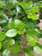 Nothofagus betuloides