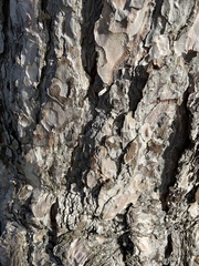 Pinus nigra