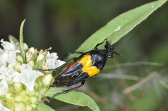 Tenebrionoidea