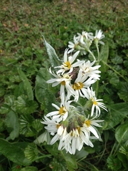 Senecio smithii