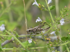 Montana stricta