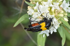 Tenebrionoidea