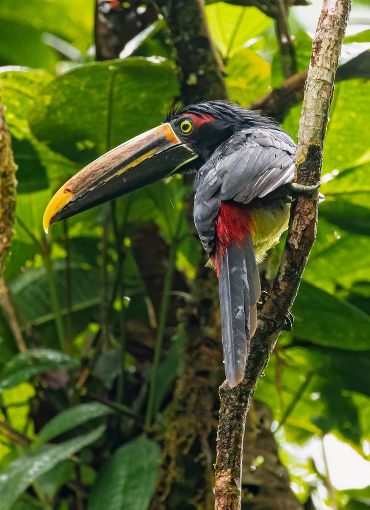 Pale-Mandibled Aracari