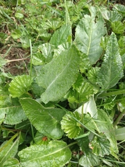 Senecio smithii