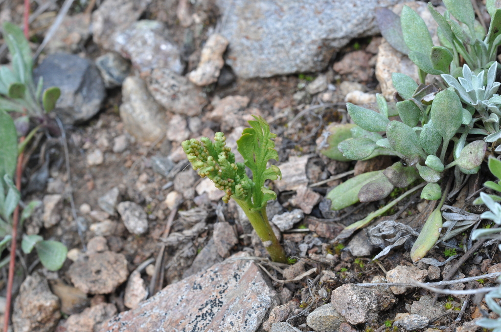 echo moonwort from Pitkin County, CO, USA on August 4, 2017 at 11:33 AM ...