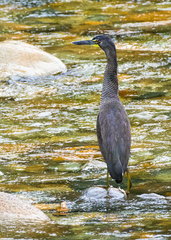Tigrisoma fasciatum