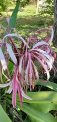 Crinum × amabile
