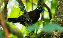 Hafferia zeledoni