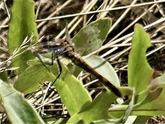 Sympetrum sanguineum