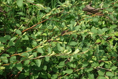 Betula fruticosa