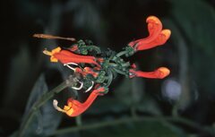 Centropogon granulosus