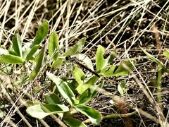 Sympetrum sanguineum