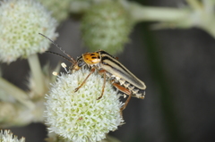 Chauliognathus scriptus