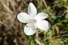 Barleria elegans