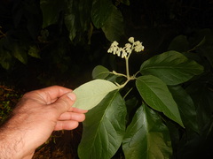 Solanum erianthum