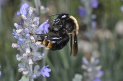 Bombus bellicosus