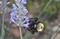 Bombus bellicosus