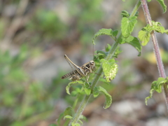 Montana stricta
