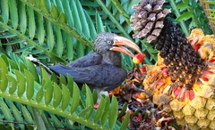 Lophoceros alboterminatus