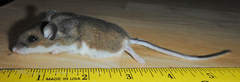 Peromyscus
