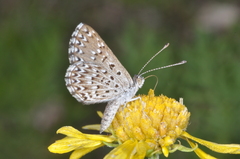 Zabuella tenellus