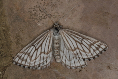Schistostege decussata
