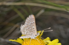Zabuella tenellus