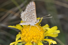 Zabuella tenellus