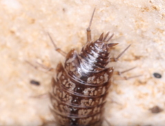 Philoscia affinis