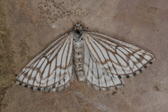 Schistostege decussata