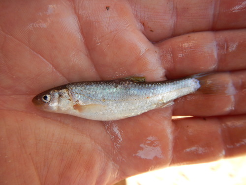 Plains minnow (Hybognathus placitus) — Cyprinidae — 2