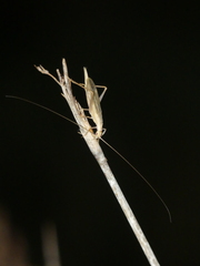 Oecanthus dulcisonans