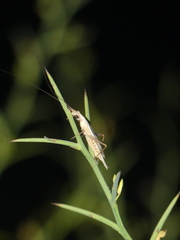 Oecanthus dulcisonans