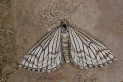 Schistostege decussata