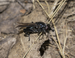 Stilbosoma cyaneum