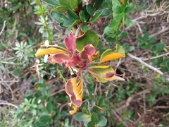 Puccinia magellanica