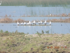 Chroicocephalus brunnicephalus