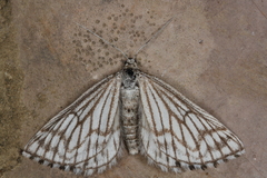 Schistostege decussata