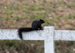 Sciurus niger