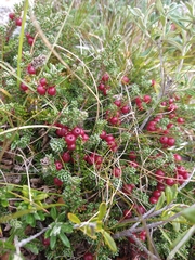 Empetrum rubrum