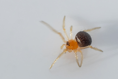 Ruborridion musivum