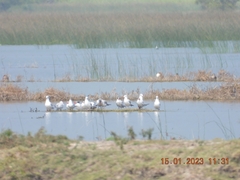 Chroicocephalus brunnicephalus