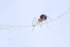 Ruborridion musivum